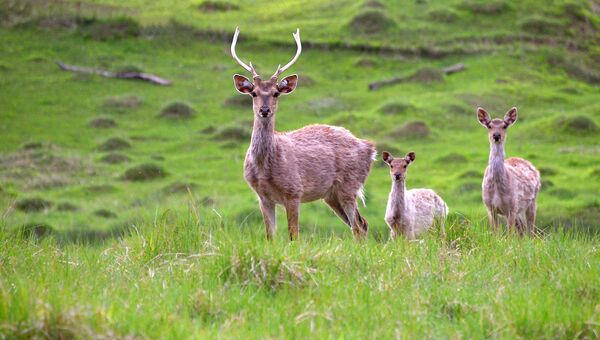 Опубликованы требования о сохранении редких видов флоры и фауны в лесах