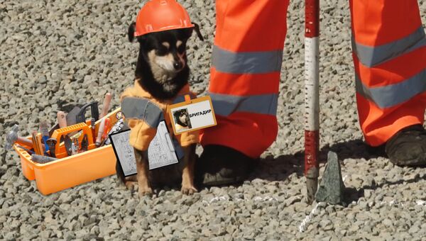 Бригадир Шпонка: как собака в униформе следит за ремонтом дорог