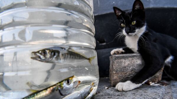 Кот наблюдает за рыбками в пластиковой бутылке в Стамбуле 