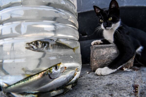 Кот наблюдает за рыбками в пластиковой бутылке в Стамбуле.