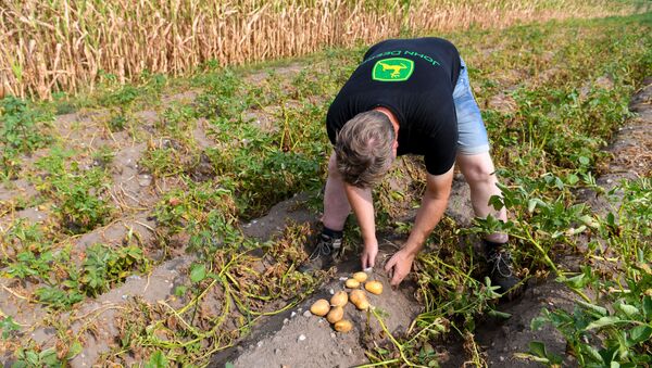 Немецкий фермер Кристиан Санкен собирает картофель в своем поле, пострадавшим от засухи, на севере Германии. 31 июля 2018