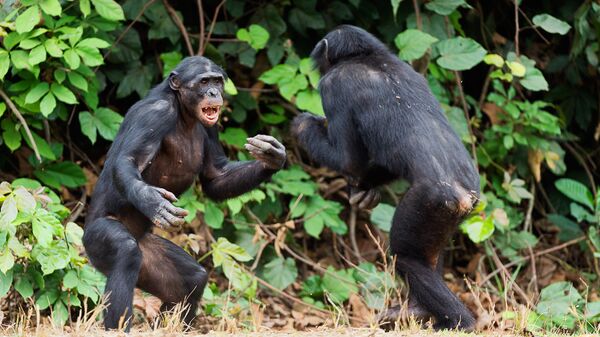 Противостояние шимпанзе