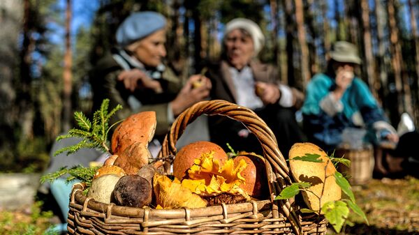 В лес да по грибы: основные правила тихой охоты в России