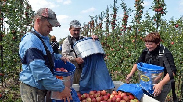 Сезонные рабочие из Украины во время сбора урожая яблок в Польше. Архивное фото