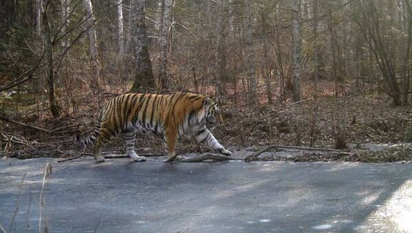 Почти 400 фотографий тигров получены с фотоловушек в Бастаке