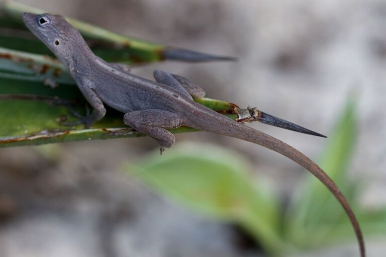 Ящерица Anolis scriptus Ящерица Anolis scriptus