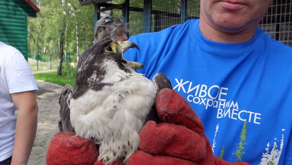 В заповеднике «Кузнецкий Алатау» выпустили после лечения шесть хищных птиц