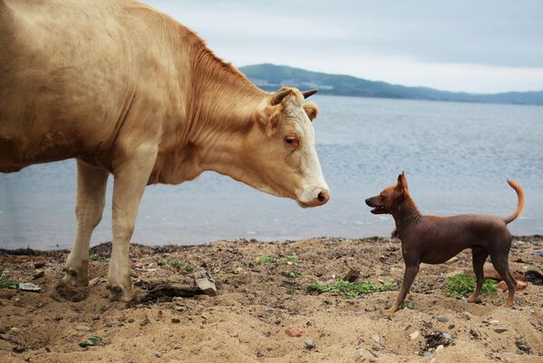Корова и собака на берегу острова Путятина