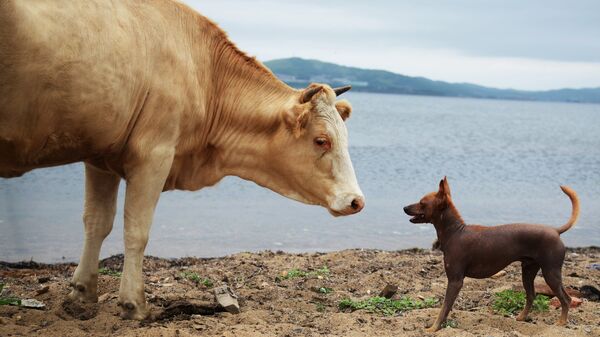 Корова и собака на берегу острова Путятина