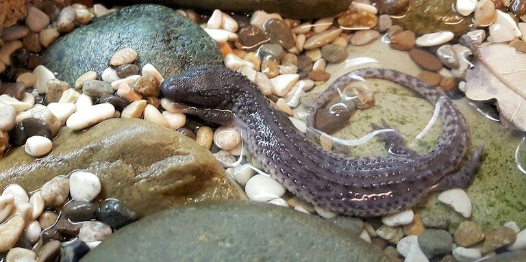 Детеныш безухого варана, вылупившийся в Московском зоопарке. 10 августа 2018
