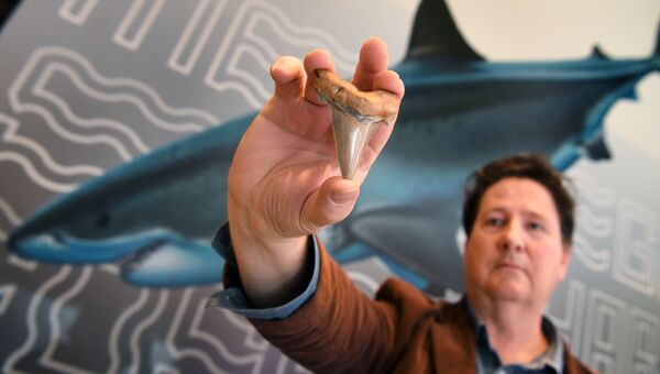Филипп Маллали демонстрирует найденный им зуб доисторической мега-акулы