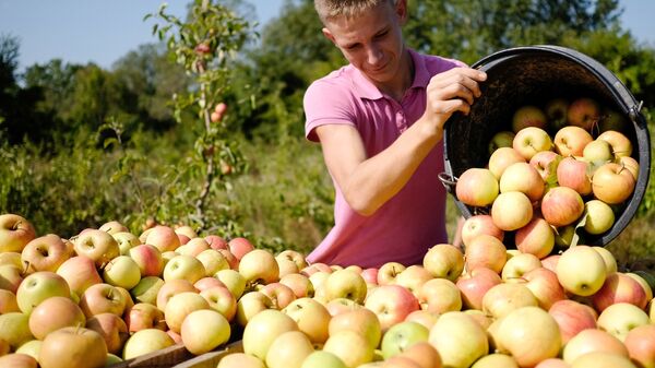 Сбор урожая яблок в Краснодарском крае. Архивное фото