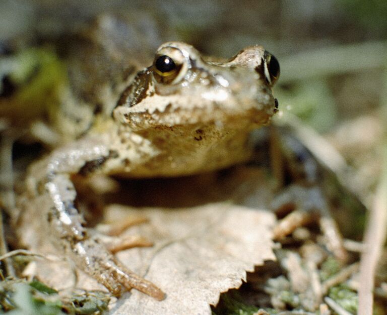 Травяная лягушка