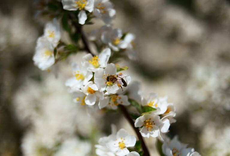 Оса на цветке черемухи