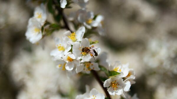 Оса на цветке черемухи