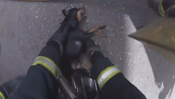 Пожарные на руках вынесли щенка из охваченного огнем дома в Испании
