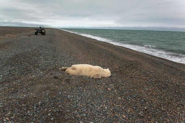 Убитый белый медведь на побережье Чукотского моря Убитый белый медведь на побережье Чукотского моря