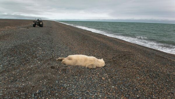 Убитый белый медведь на побережье Чукотского моря. Архивное фото