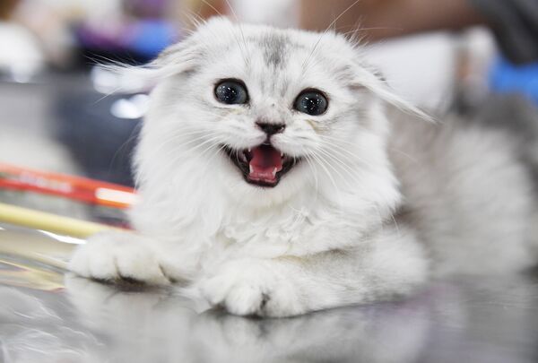 Кошка породы хайленд-фолд на международной выставке Жемчужное шоу кошек