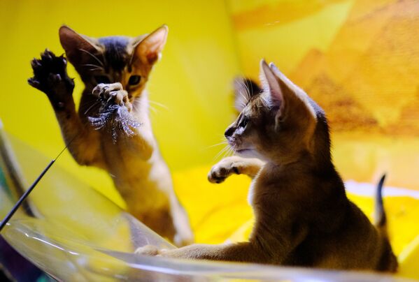 Кошка породы абиссинская на международной выставке Жемчужное шоу кошек