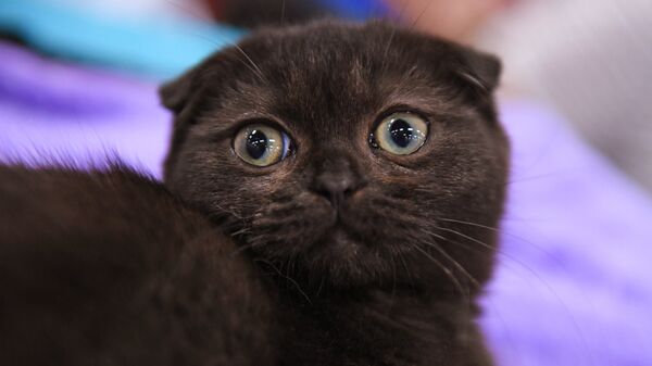 Кошка породы скоттиш-фолд на международной выставке Жемчужное шоу кошек