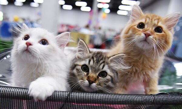 Кошки на международной выставке Жемчужное шоу кошек