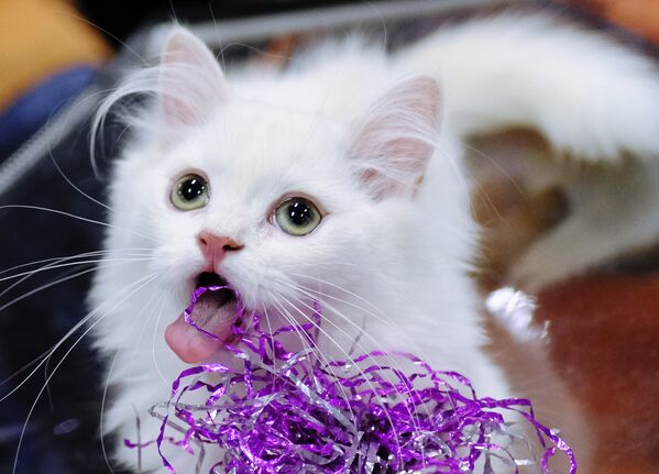 Кошка породы хайленд-страйт на международной выставке Жемчужное шоу кошек
