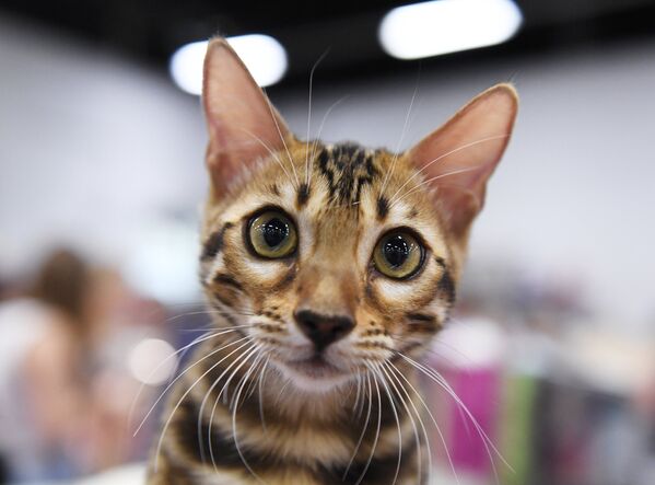 Кошка породы бенгальская на международной выставке Жемчужное шоу кошек