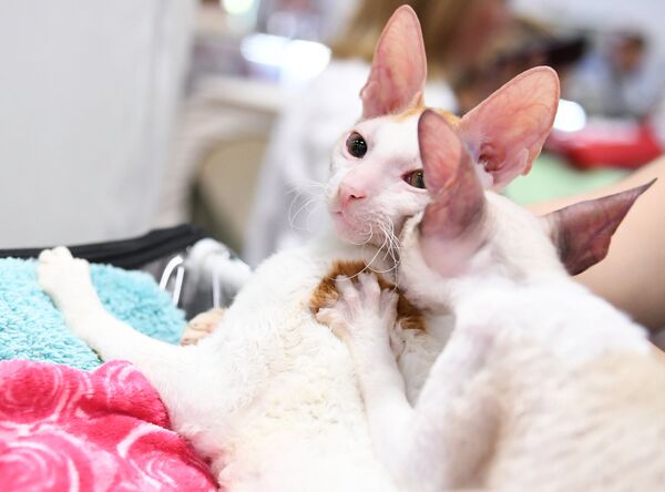 Кошки породы корниш-рекс на международной выставке Жемчужное шоу кошек
