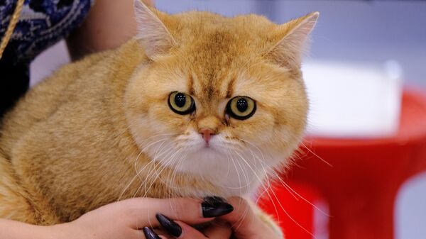 Кошка породы британская на международной выставке Жемчужное шоу кошек
