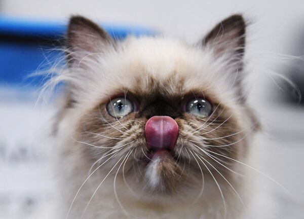 Кошка породы гималайская на международной выставке Жемчужное шоу кошек