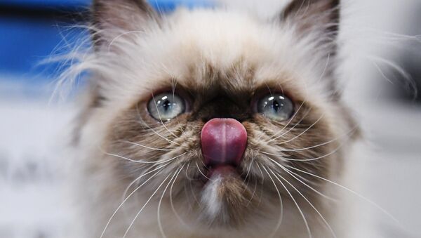 Кошка породы гималайская на международной выставке Жемчужное шоу кошек