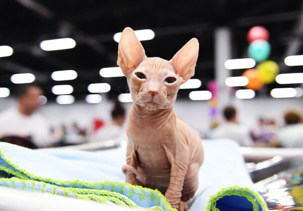 Кошка породы донской сфинкс на международной выставке Жемчужное шоу кошек
