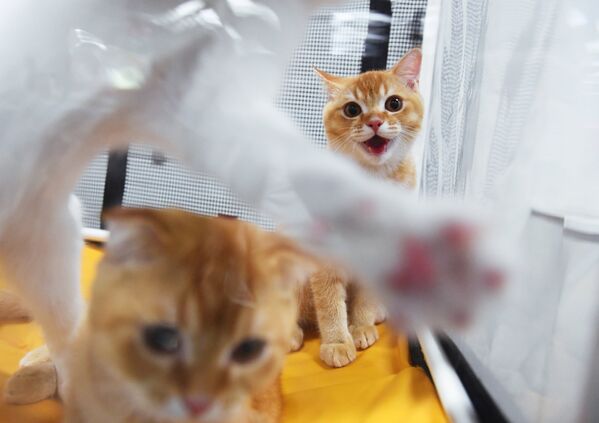 Кошки породы британская на международной выставке Жемчужное шоу кошек