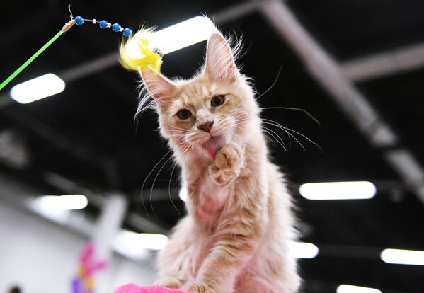 Кошка породы мейн-кун на международной выставке Жемчужное шоу кошек