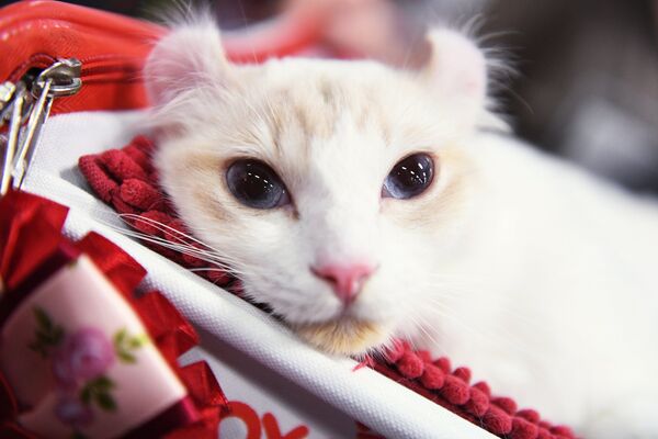 Кошка породы американский керл на международной выставке Жемчужное шоу кошек