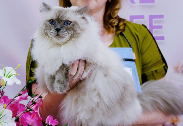 Кошка породы невская маскарадная на международной выставке Жемчужное шоу кошек