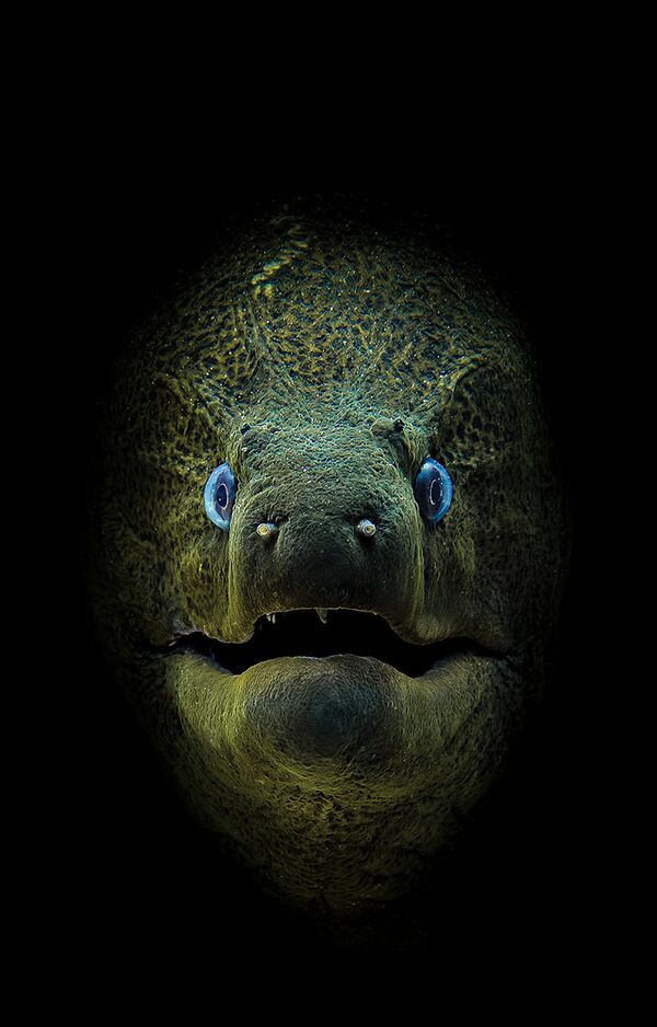 Фотограф Jamie Hall. Первое место в номинации Компактная камера конкурса Scuba Diving Magazine's 2018 Underwater Photo Contest