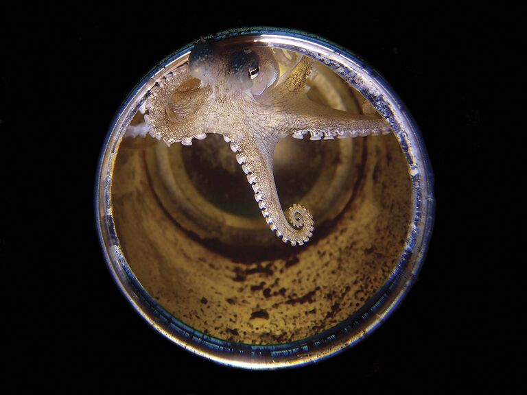 Фотограф Yap Katumbal. Второе место в номинации Компактная камера конкурса Scuba Diving Magazine's 2018 Underwater Photo Contest