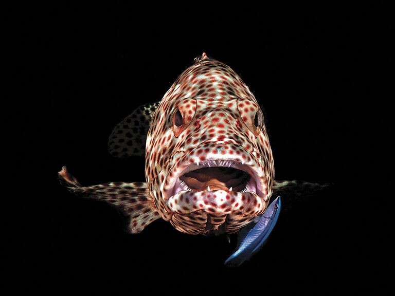 Фотограф Ferenc Lőrincz. Третье место в номинации Компактная камера конкурса Scuba Diving Magazine's 2018 Underwater Photo Contest