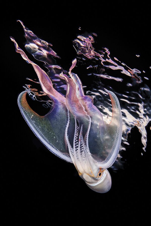 Фотограф Cai Songda. Первое место в номинации Макро конкурса Scuba Diving Magazine's 2018 Underwater Photo Contest