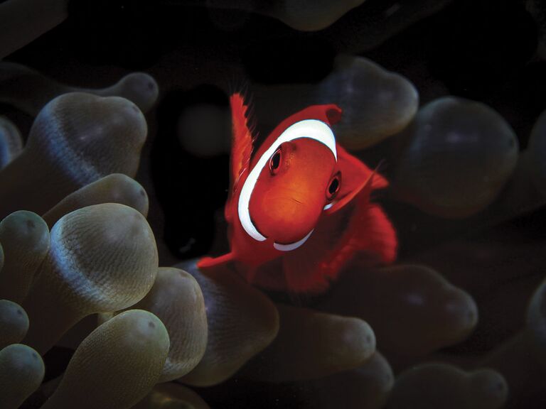 Фотограф Christian Bachmann. Второе место в номинации Макро конкурса Scuba Diving Magazine's 2018 Underwater Photo Contest