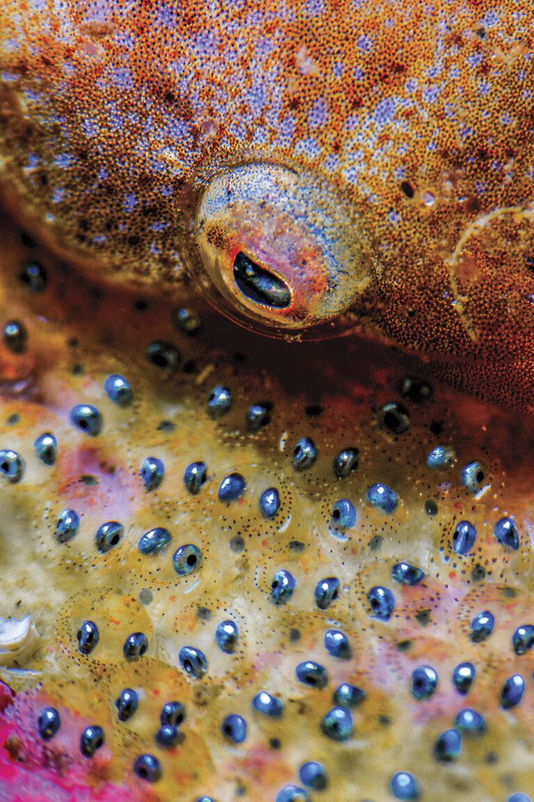 Фотограф Rafael Fernandez Caballero. Третье место в номинации Макро конкурса Scuba Diving Magazine's 2018 Underwater Photo Contest