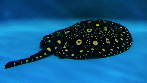  Первый пресноводный скат-хвостокол, родившийся в научно-адаптационном корпусе Приморского океанариума