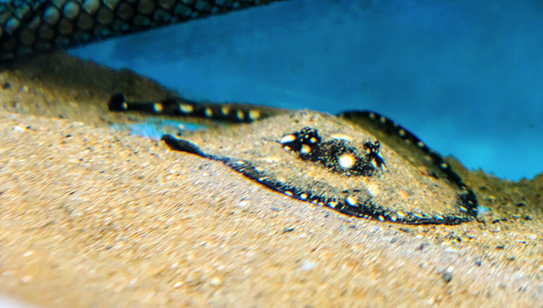 Первый пресноводный скат-хвостокол, родившийся в научно-адаптационном корпусе Приморского океанариума
