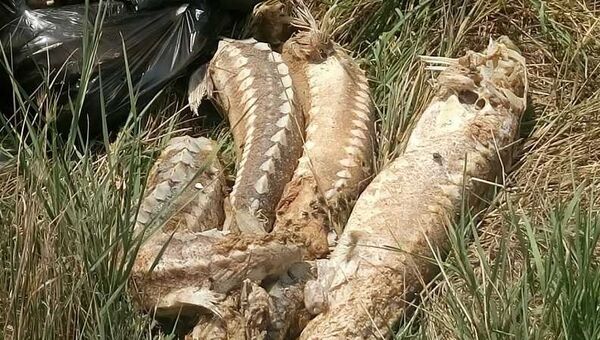 Мертвые осетры, найденные на пляже под Щелкино в Крыму