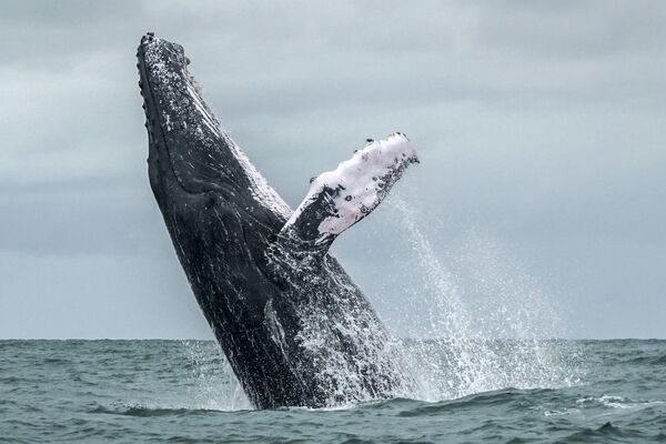 Горбатый кит выпрыгивает на поверхность Тихого океана в Национальном парке Урамба, Колумбия. 12 августа 2018 года
