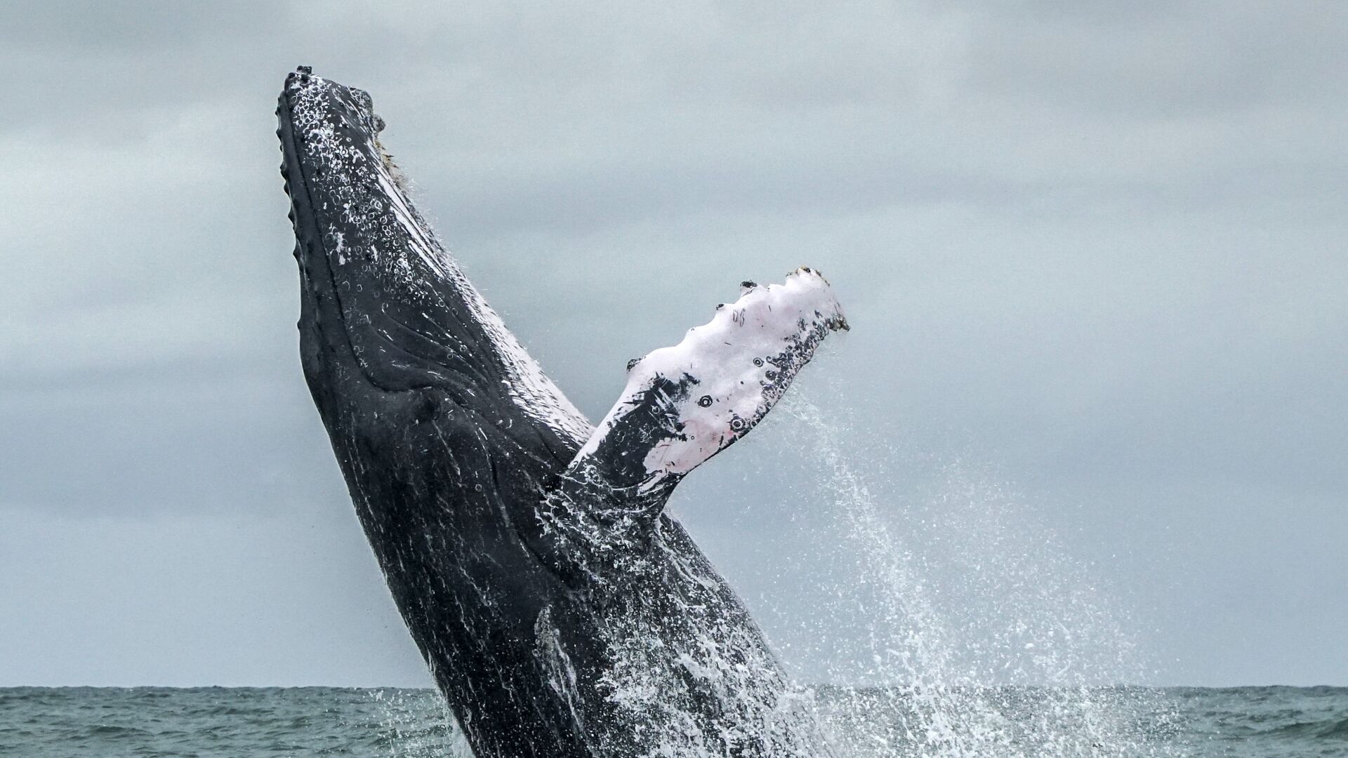 Горбатый кит выпрыгивает на поверхность Тихого океана в Национальном парке Урамба, Колумбия. 12 августа 2018 года - РИА Новости, 1920, 16.05.2019