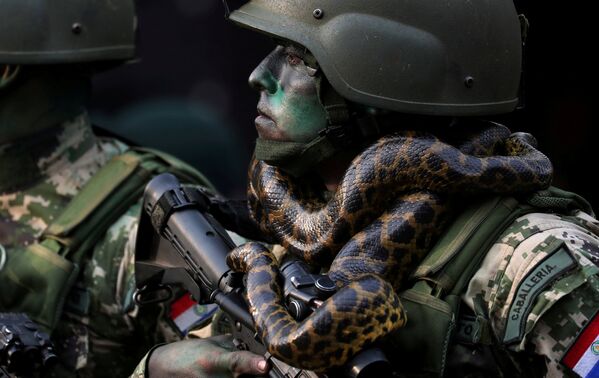 Солдат вооруженных сил Парагвая со змеей на шее марширует на военном параде в Асунсьоне