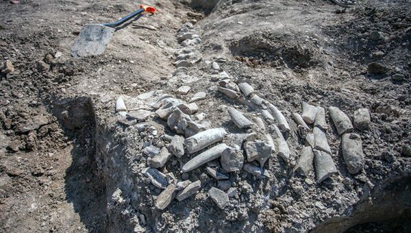 Скелет древнего кита, найденный на участке будущей железной дороги-подхода к Крымскому мосту. 17 августа 2018